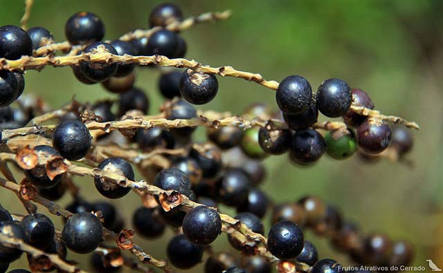 Baies d'açai