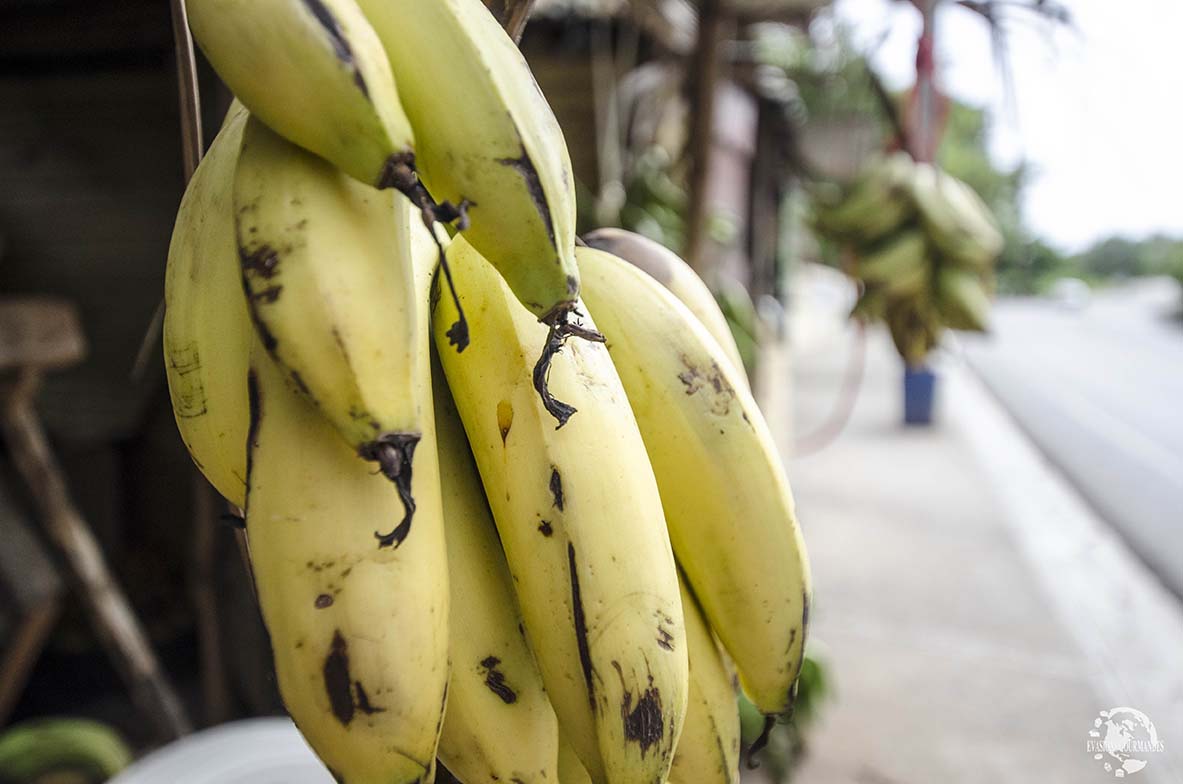 Bananes République Dominicaine