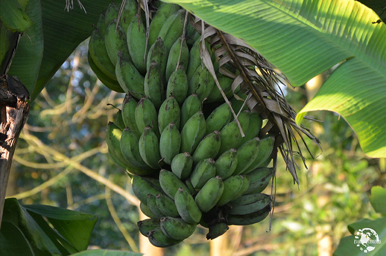 Plan de bananes