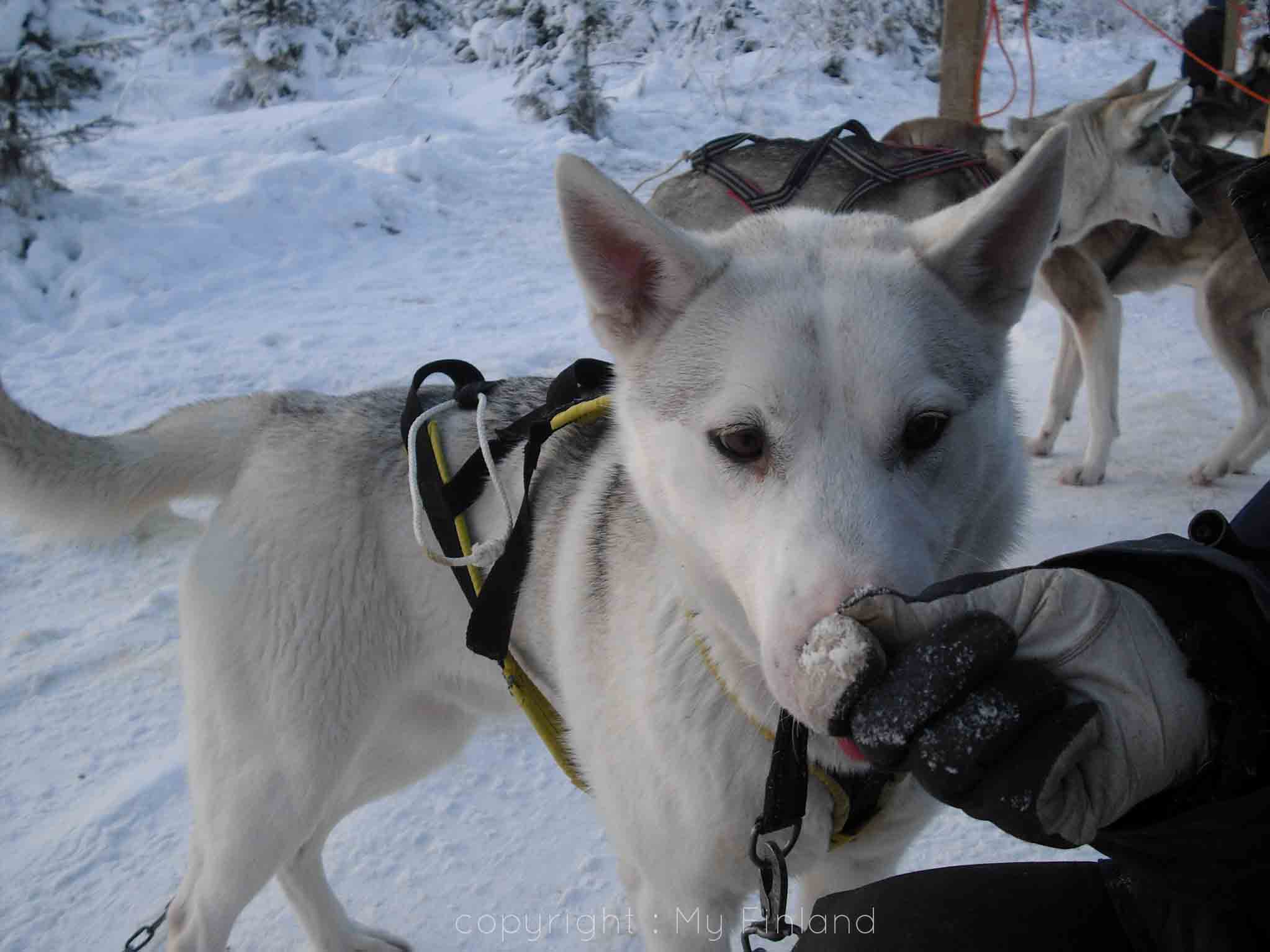 Chien de trainaux Laponie