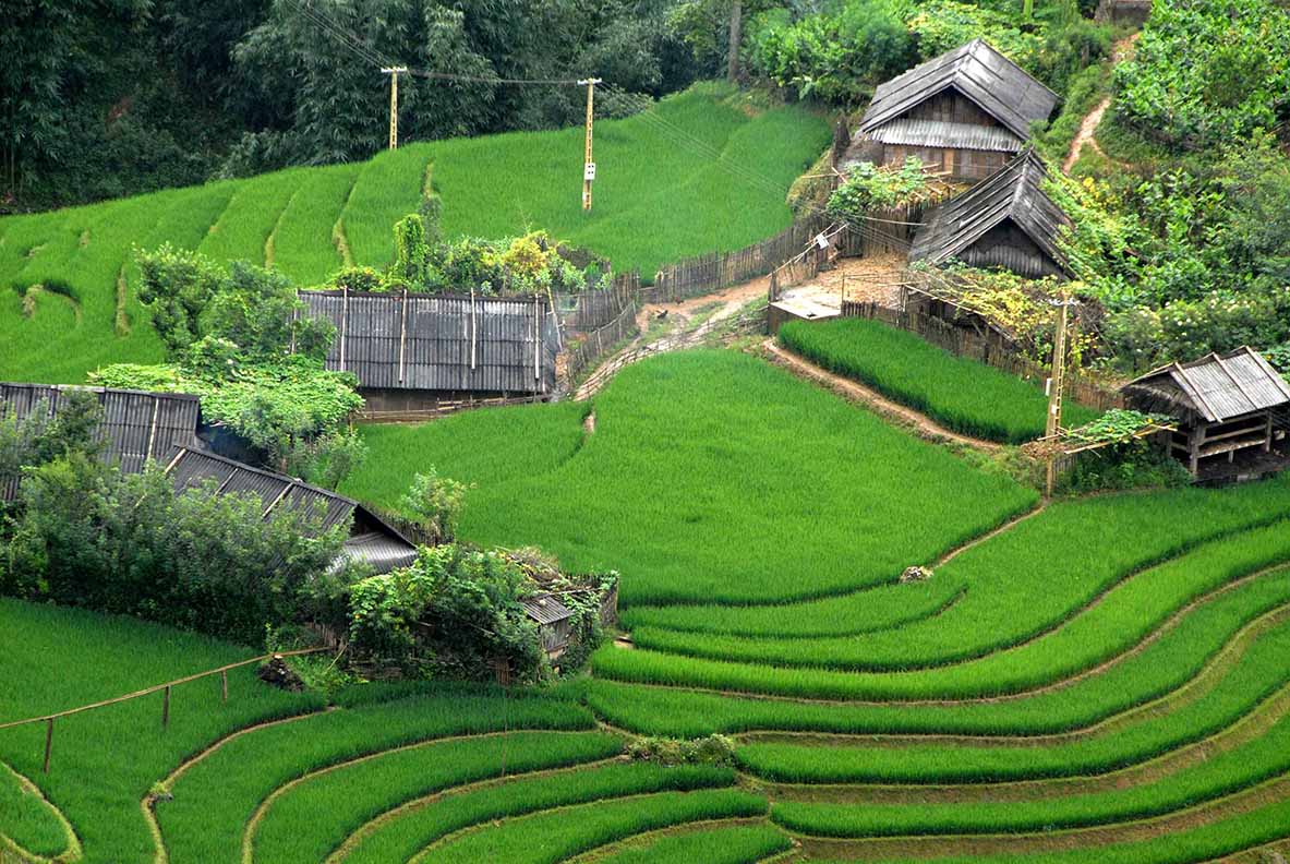 Rizières en terrasses Vietnam