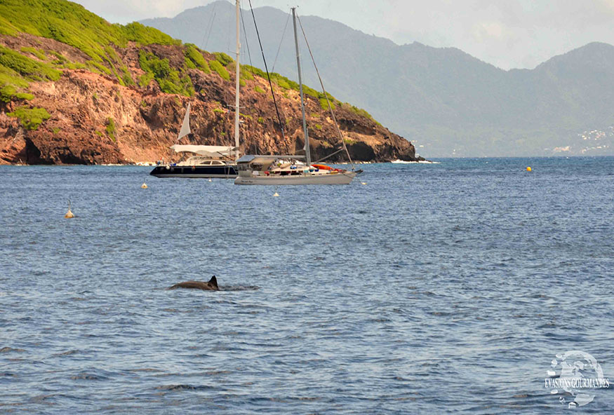 Visiter les Saintes Guadeloupe