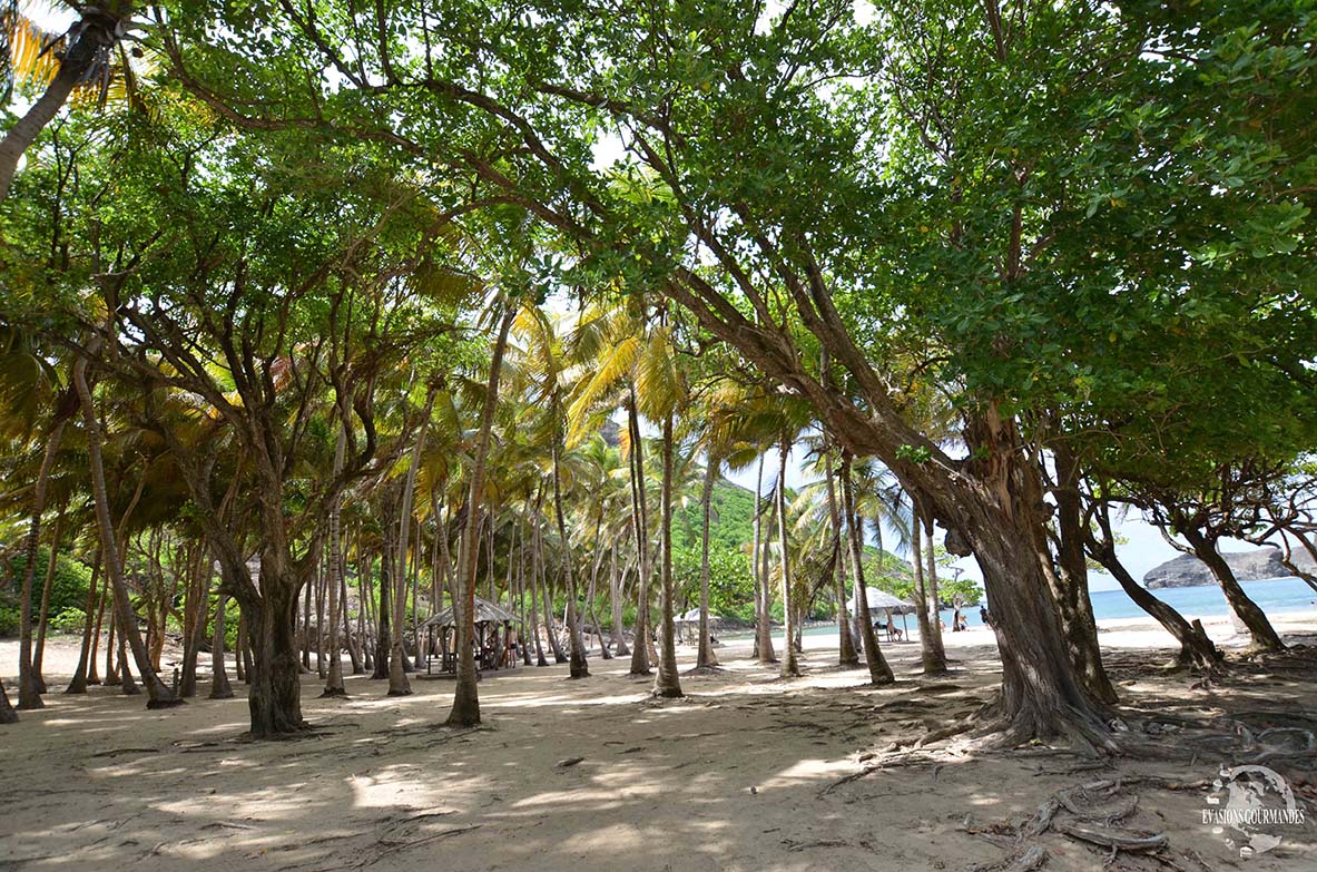 Visite des Saintes Guadeloupe