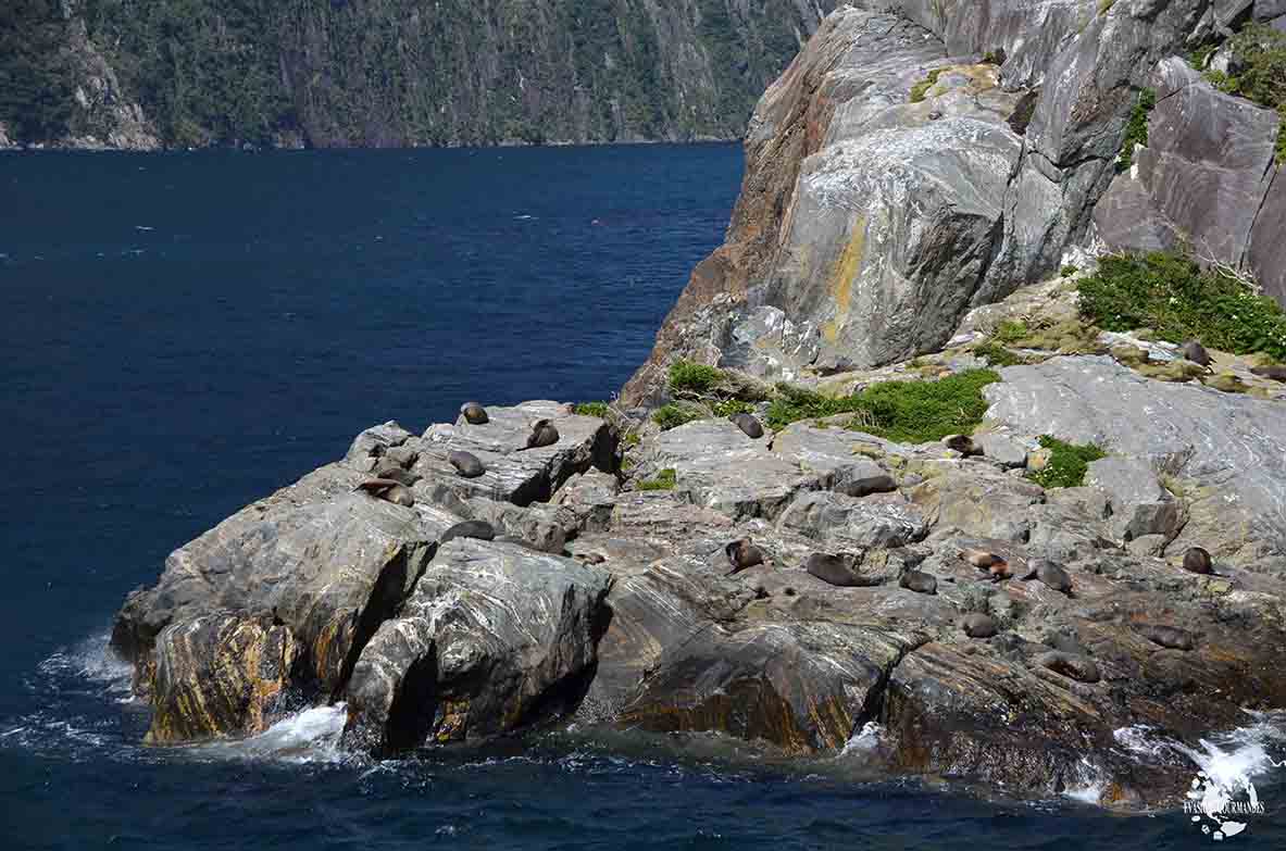 croisière à Milford Sound