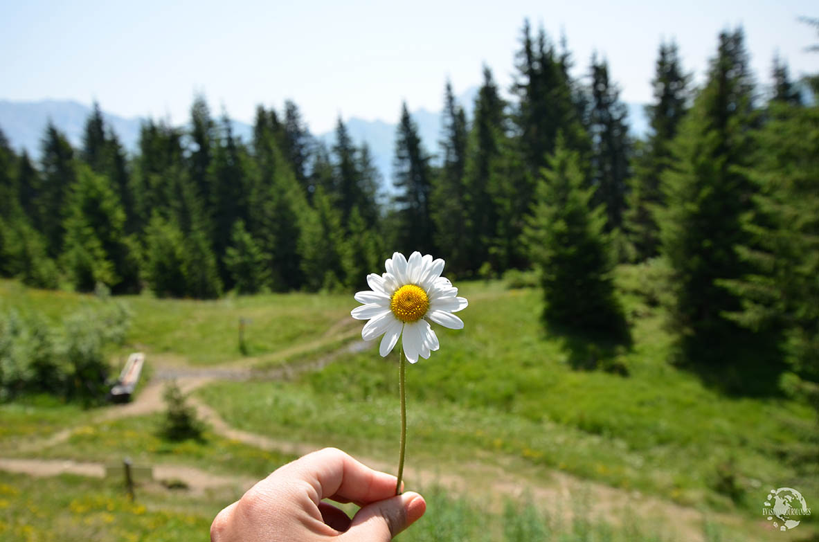 La montagne en été