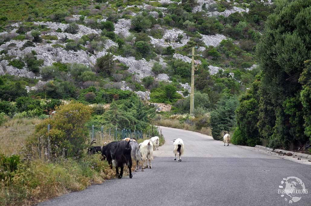 Golfo Orosei Sardaigne Evasions Gourmandes