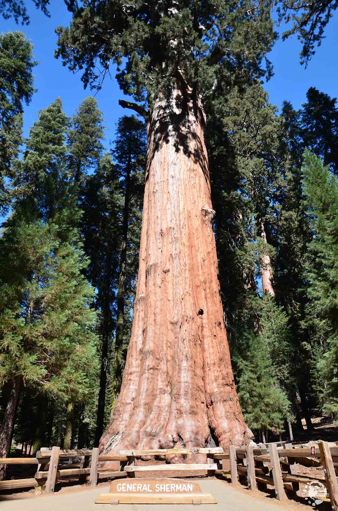 Sequoia National Park