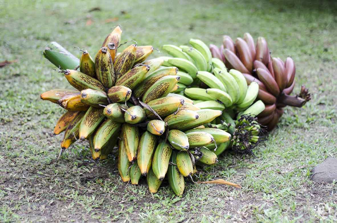 Bananes