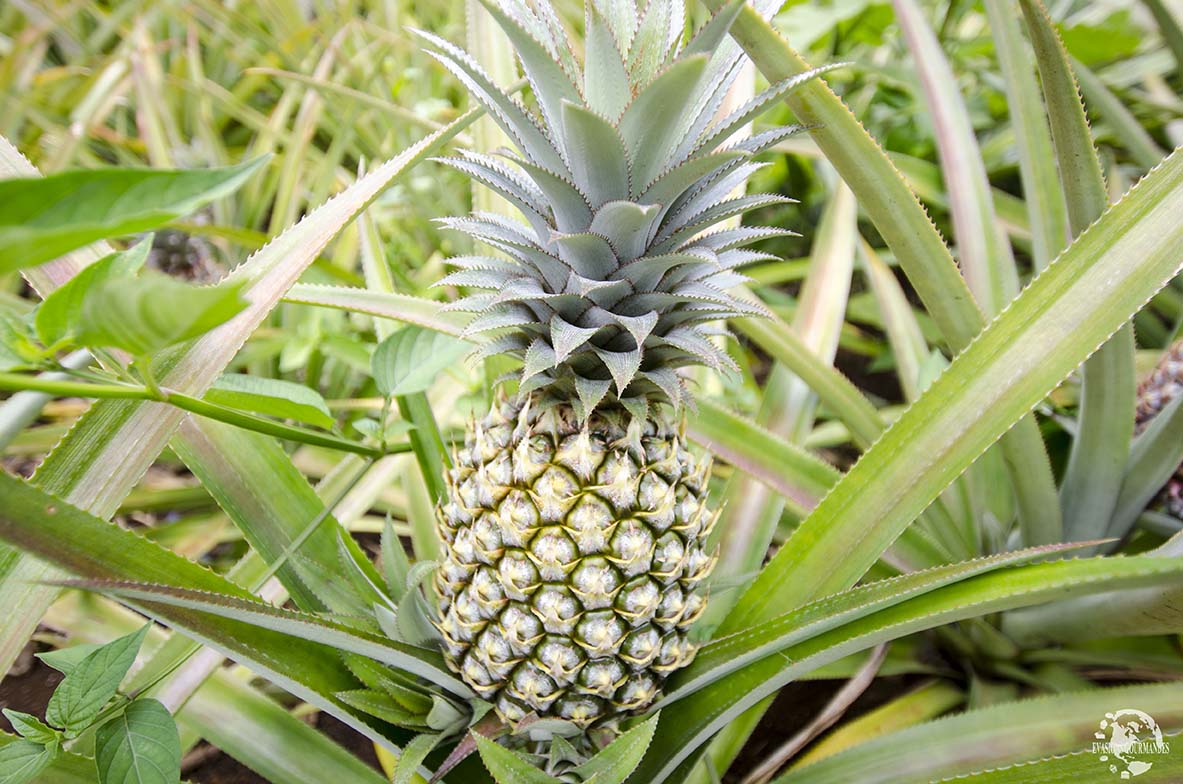 Ananas Moorea