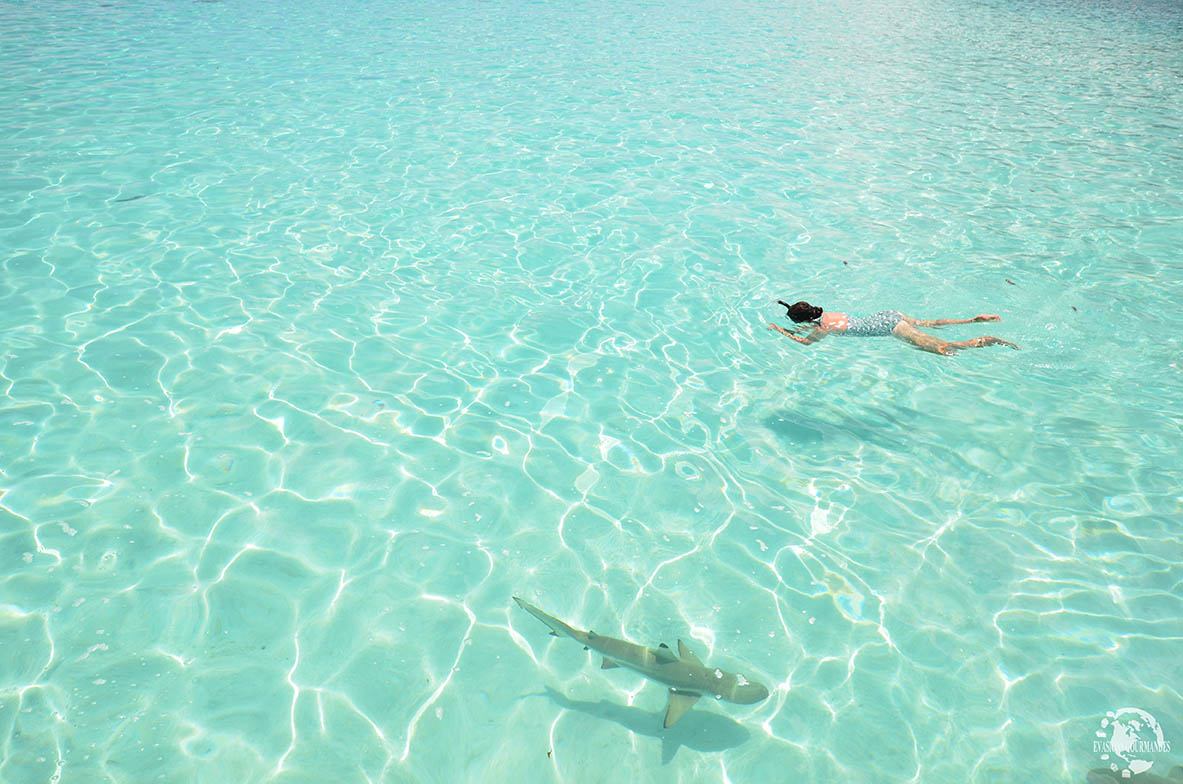 Snorkeling Moorea