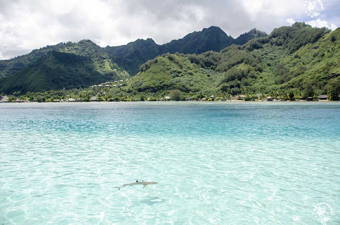 Lagon Moorea