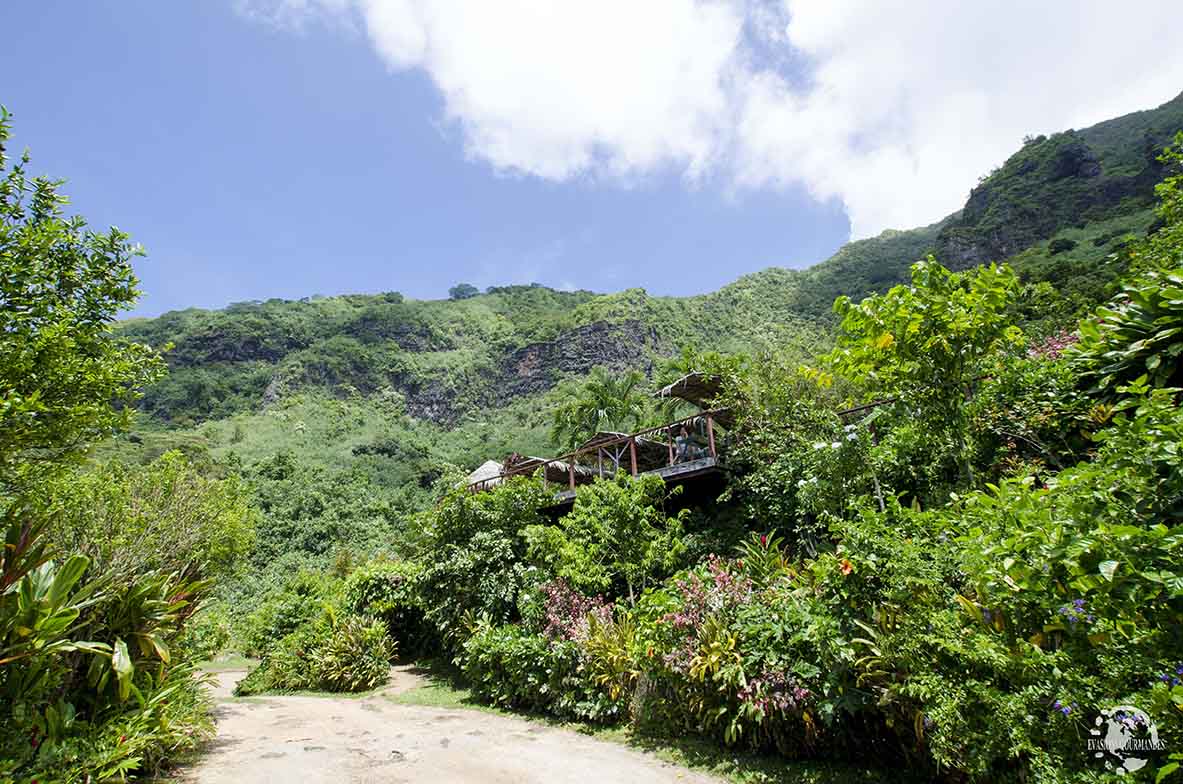 Tropical Garden