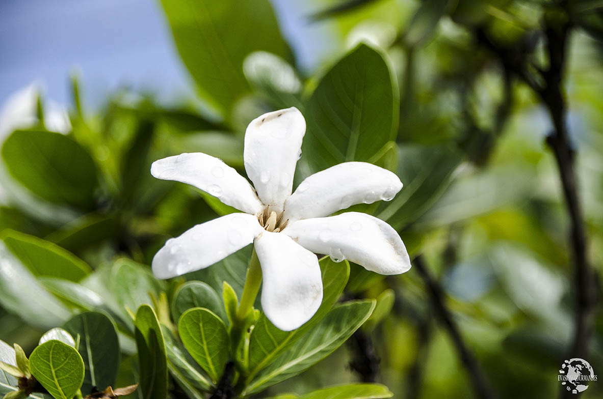 fleur-tiare Fleur Tiaré