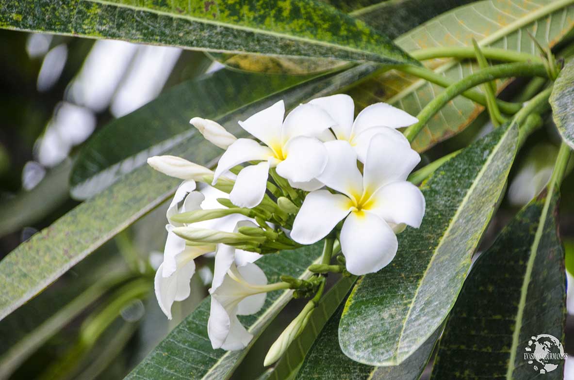 frangipanier Fleur de frangipanier Tahiti