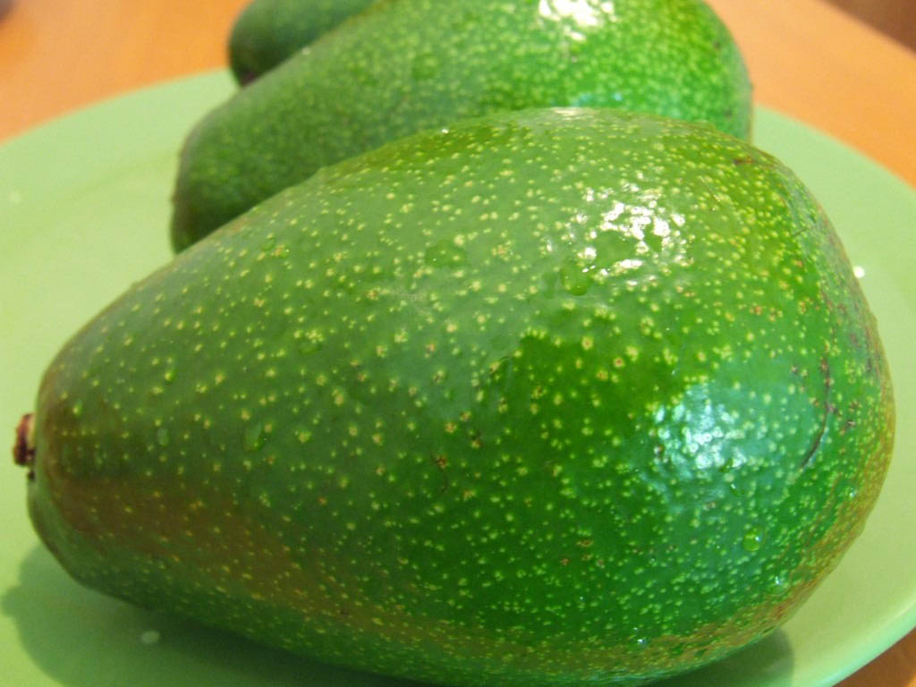 avocat tropical avocat tropical