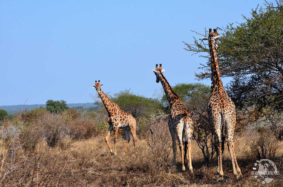 Safari parc Kruger