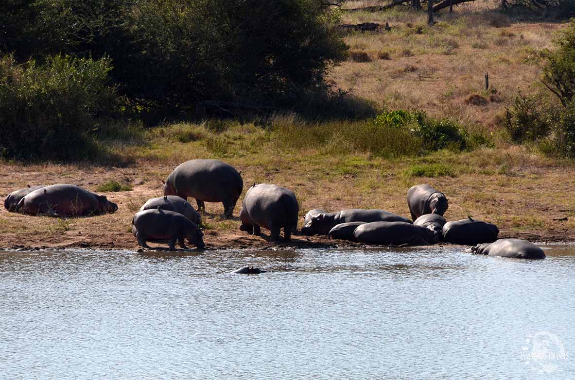 faire son safari tout seul au parc Kruger