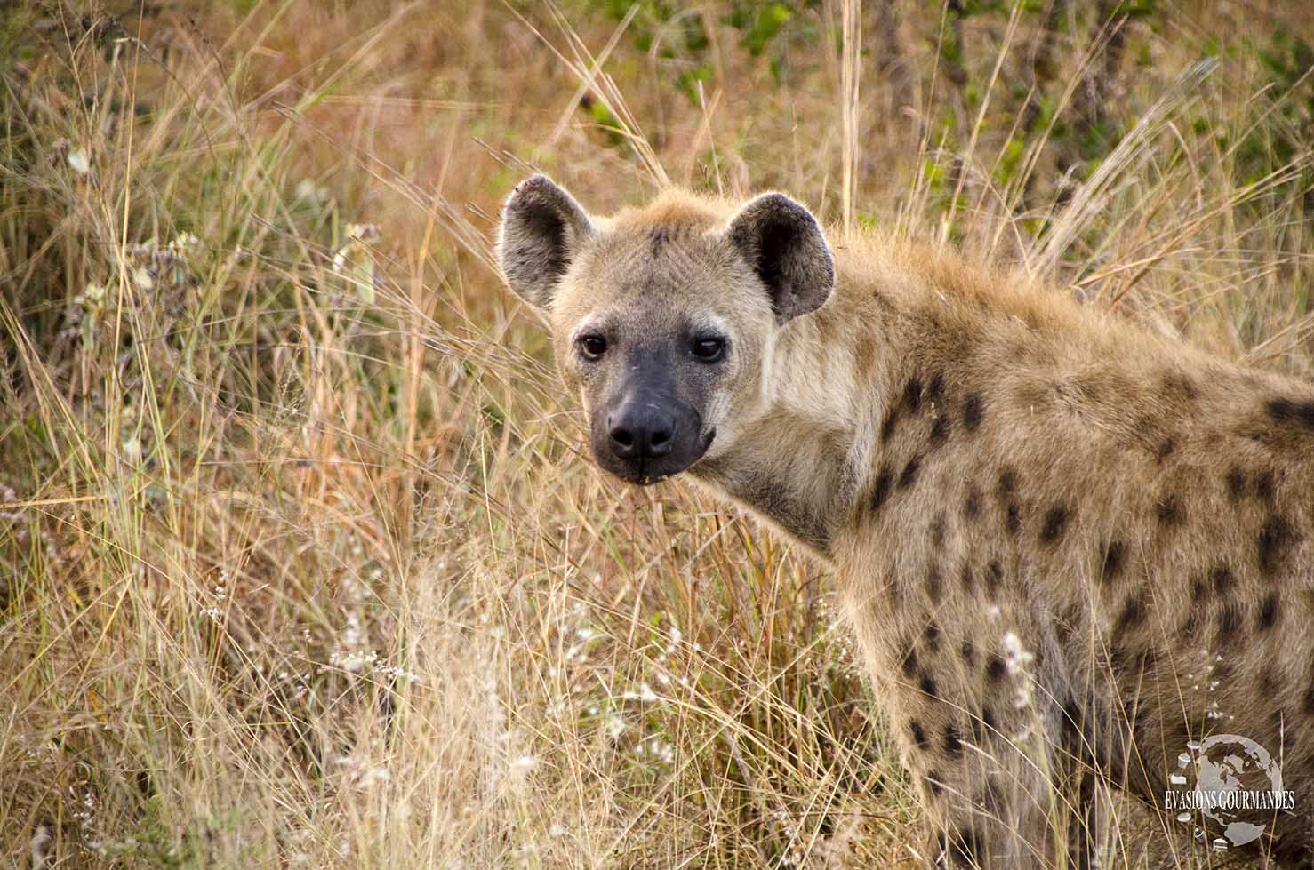 faire son safari tout seul au parc Kruger