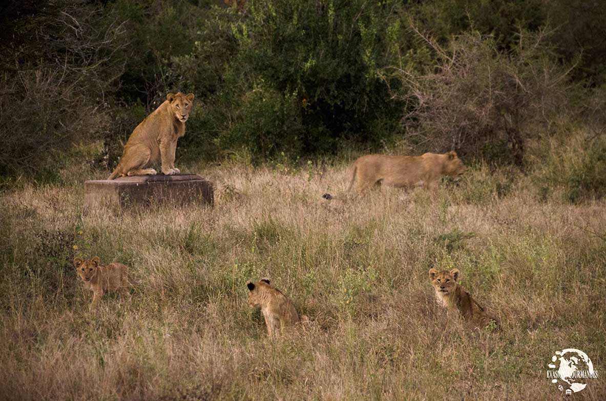 faire son safari tout seul au parc Kruger