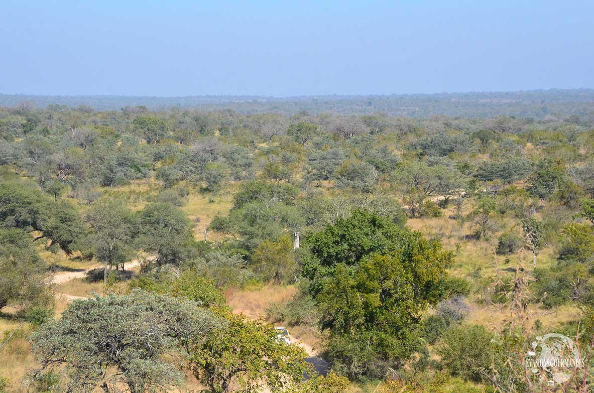 Parc Kruger