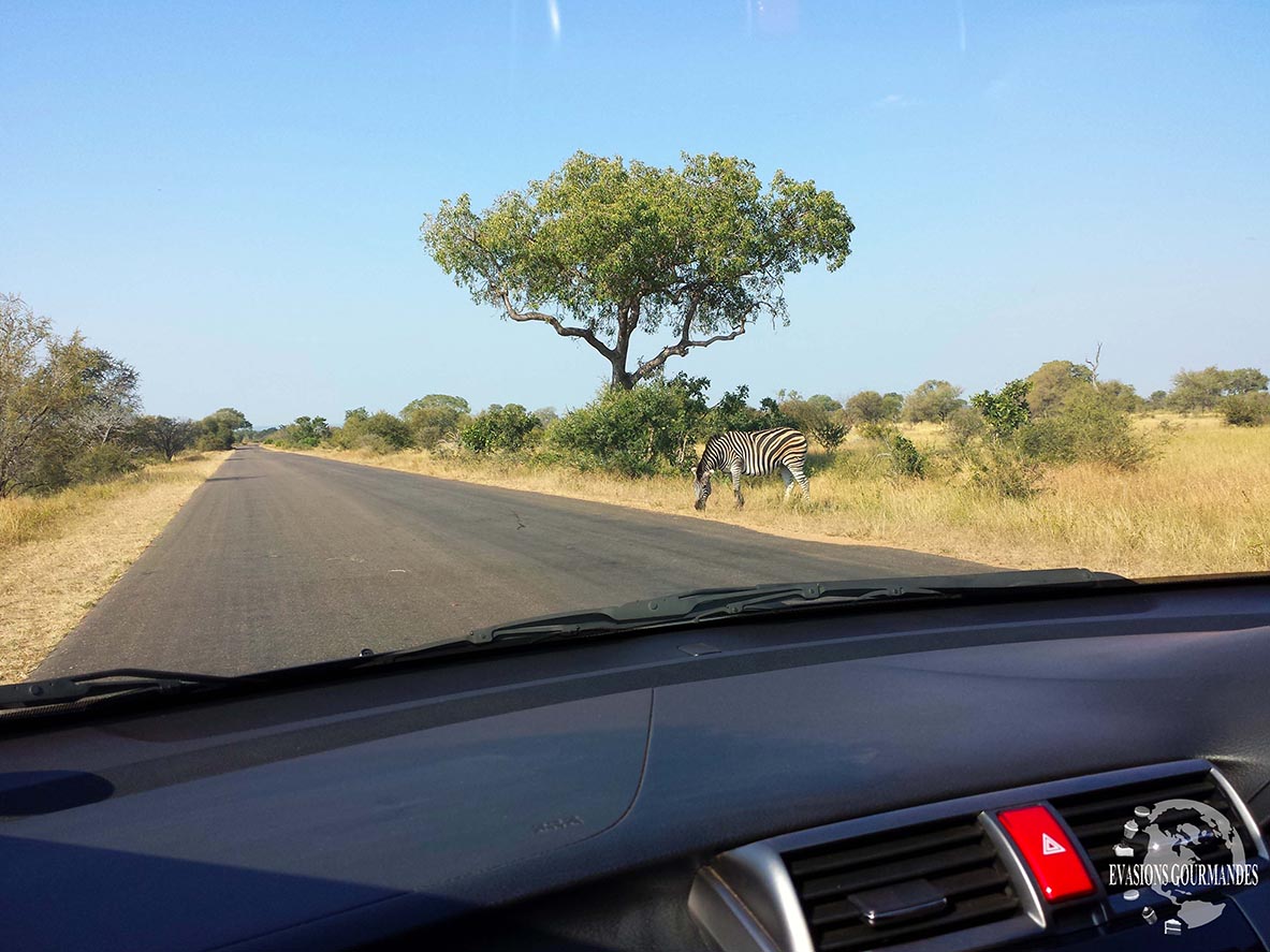 faire son safari tout seul au parc Kruger