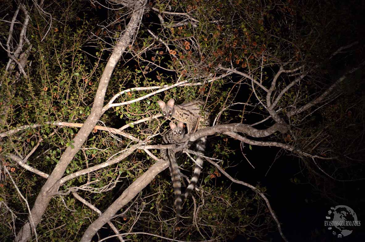 Safari de nuit au parc Kruger