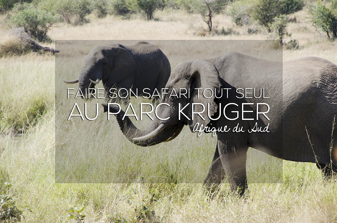 Safari au parc kruger Safari au parc kruger