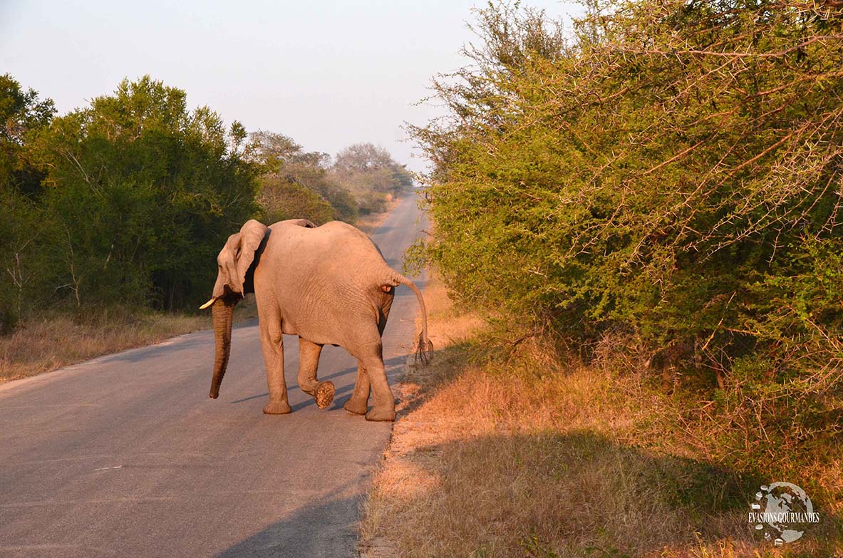 Safari parc Kruger