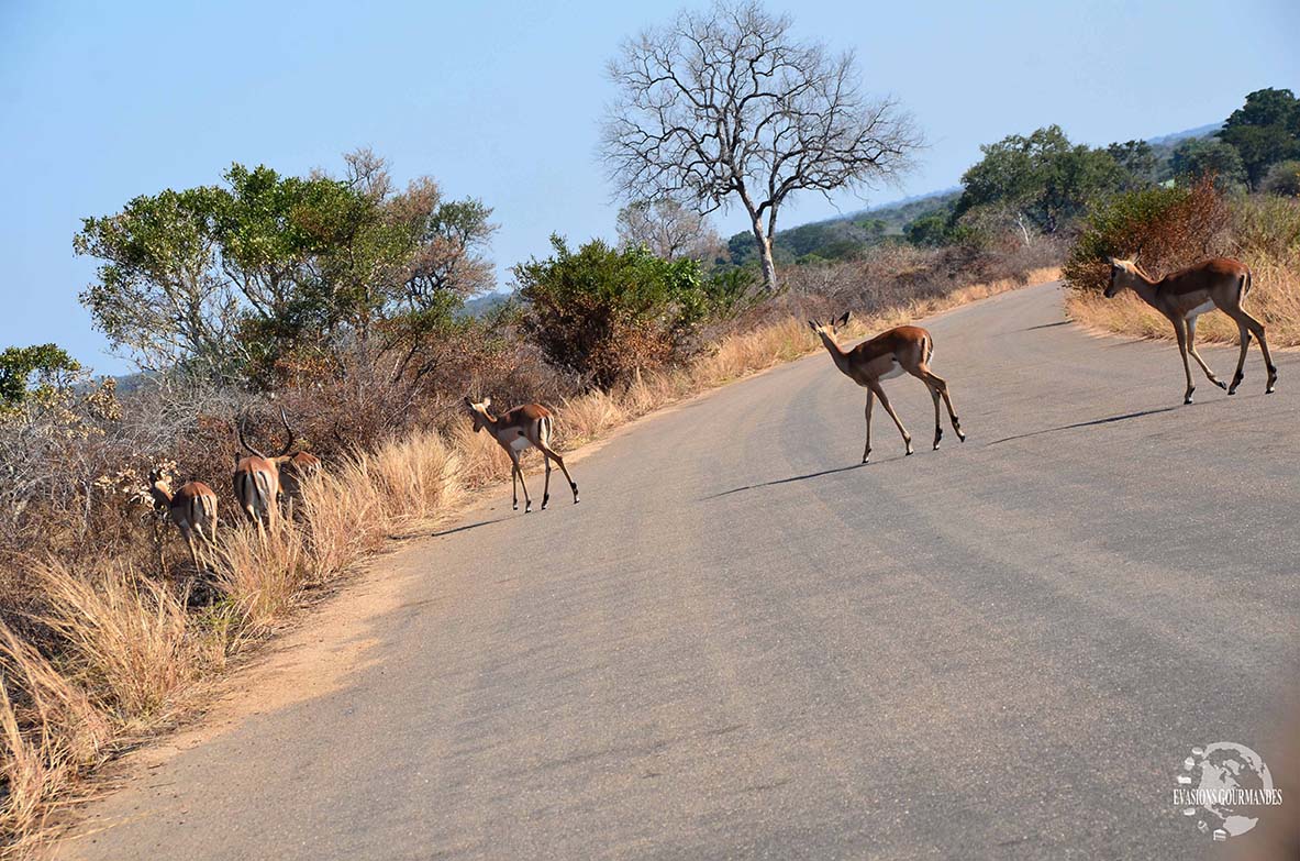 faire son safari tout seul au parc Kruger