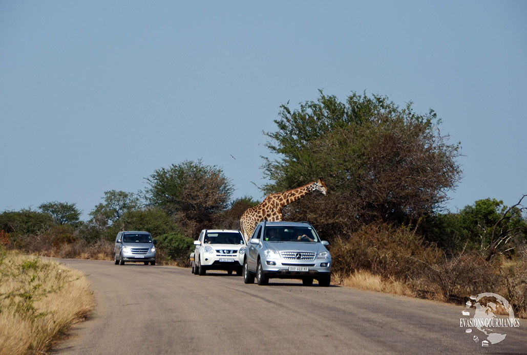 faire son safari tout seul au parc Kruger