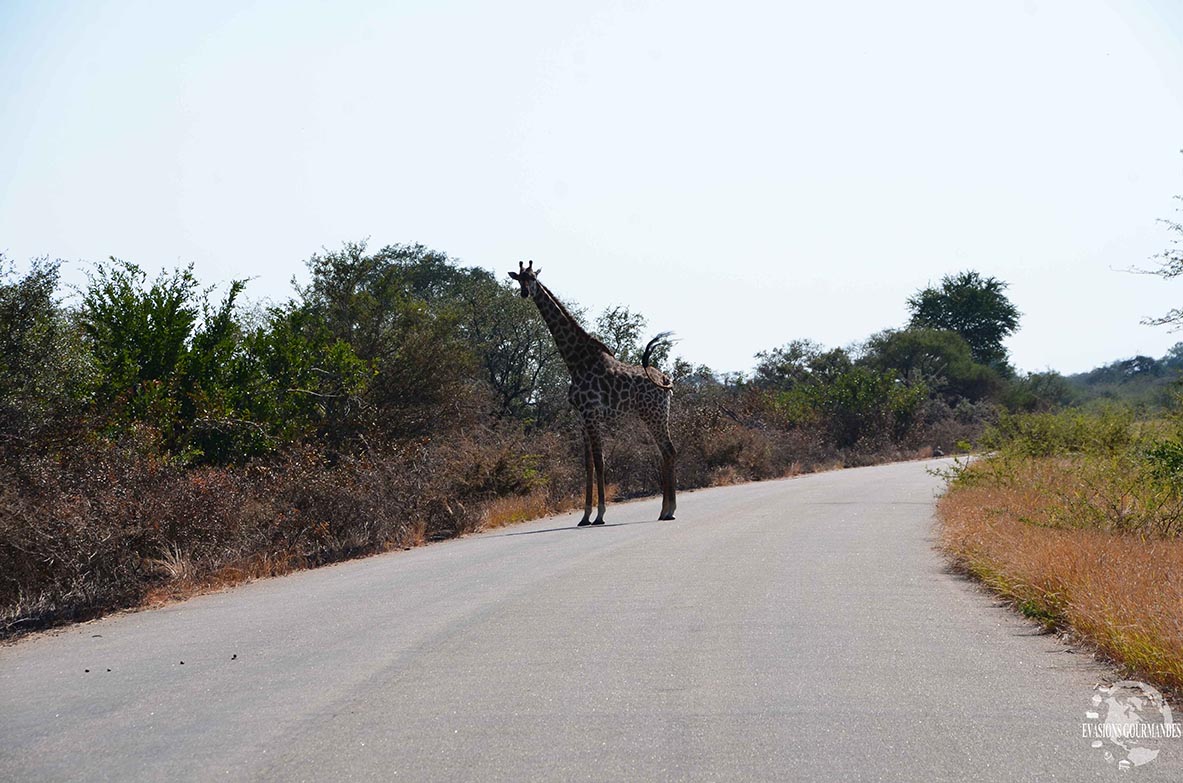 Safari parc Kruger