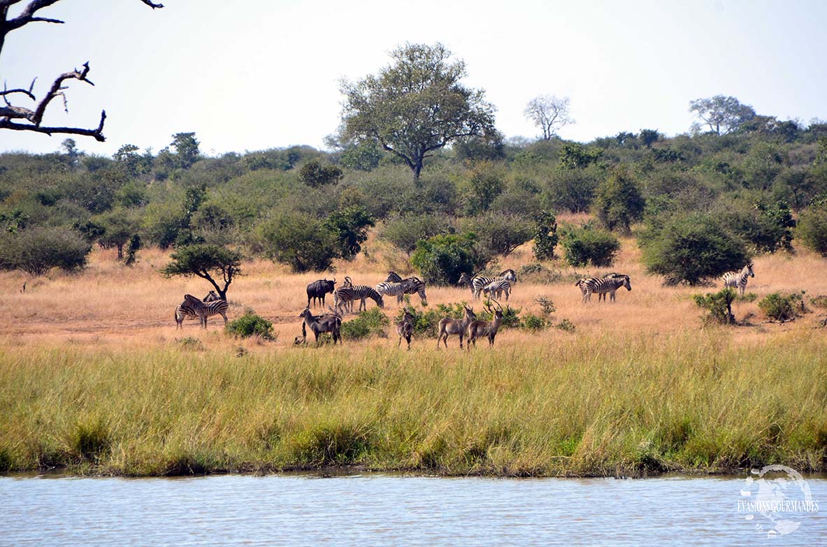 faire son safari tout seul au parc Kruger