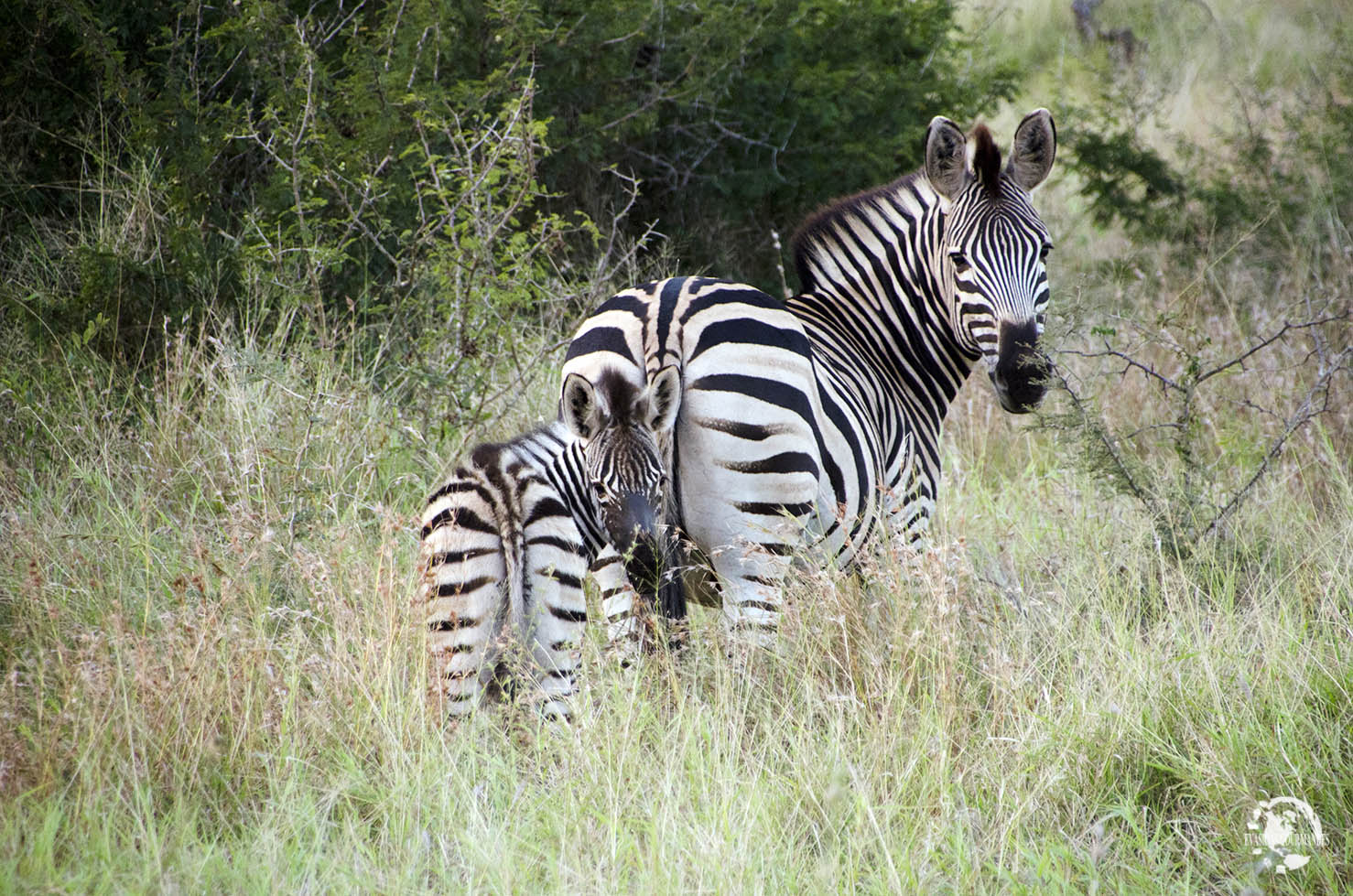 faire son safari tout seul au parc Kruger