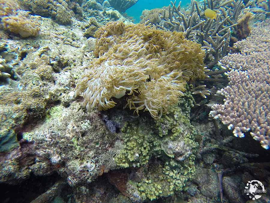 Snorkeling à Bali