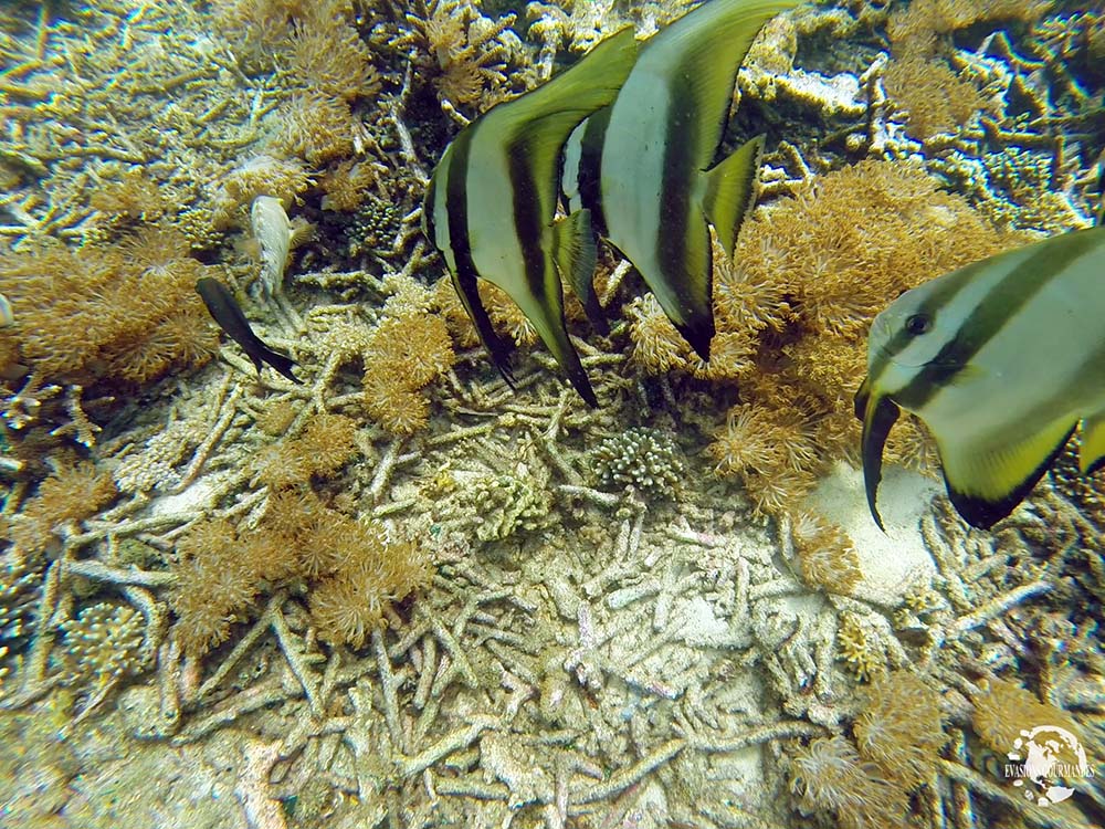 Snorkeling à Bali