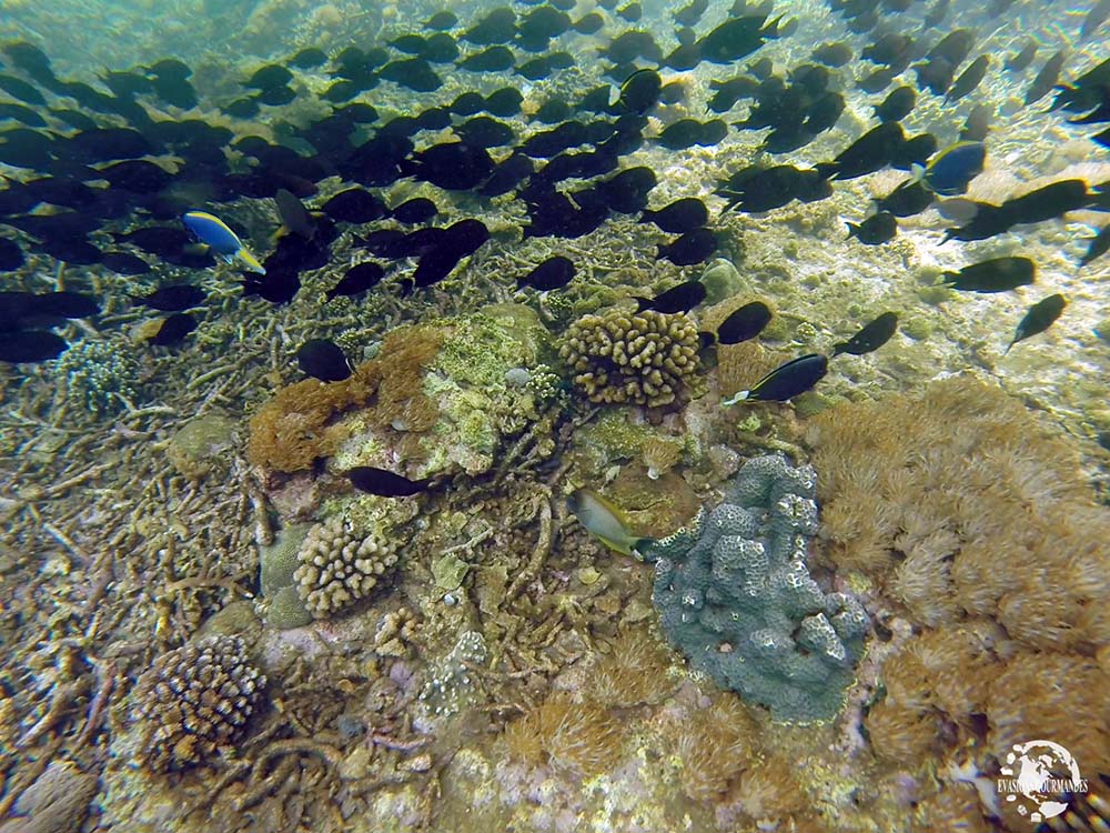 Snorkeling à Bali