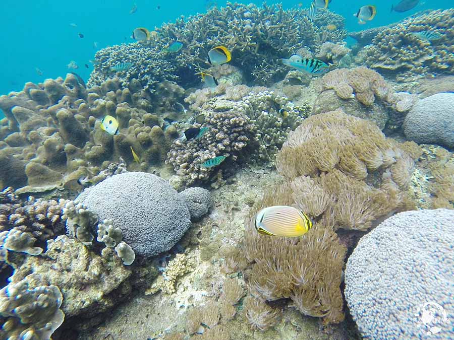 Snorkeling à Bali