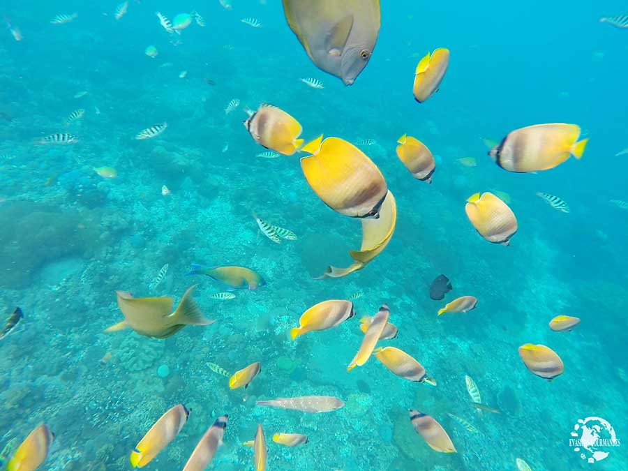 Snorkeling à Bali