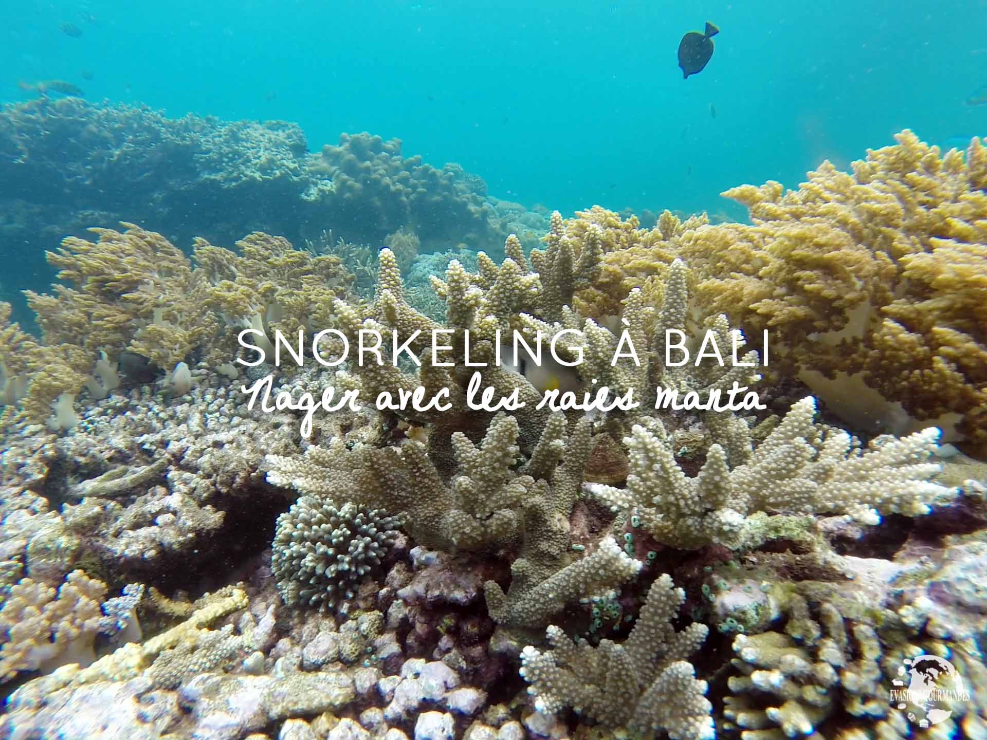 Snorkeling à Bali