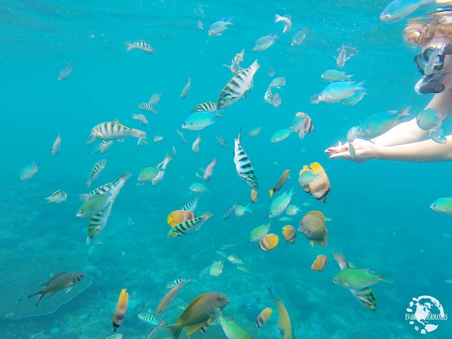 Snorkeling à Bali