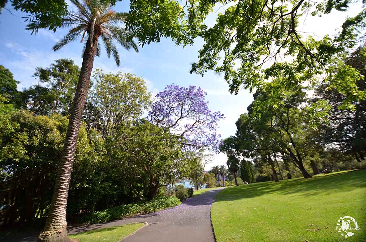 jardin botanique Sydney